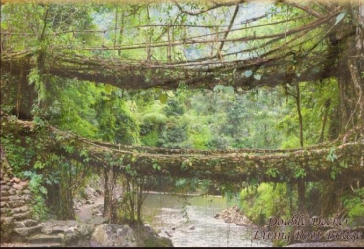Living Roots Lodge Cherrapunji Eksteriør bilde